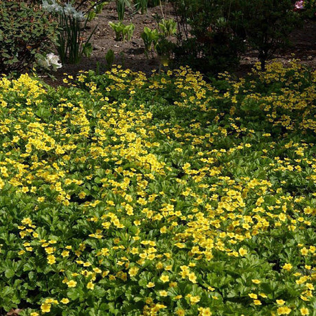Waldsteinia Ternata, tarator, vesnic verde cu flori