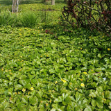 Валдщейния (Waldsteinia Ternata), стелеща се, вечнозелена с цветове, почвопокривна, декоративна, студоустойчива