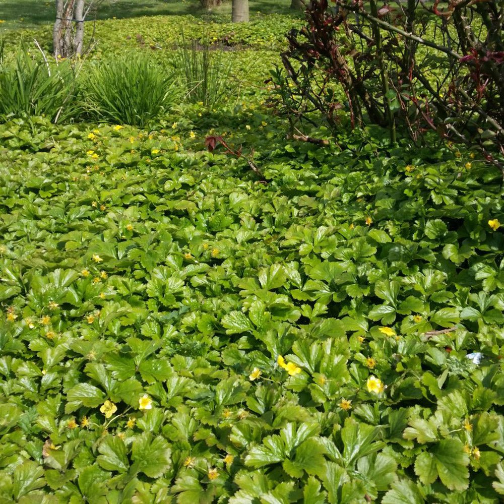 Waldsteinia Ternata, tarator, vesnic verde cu flori