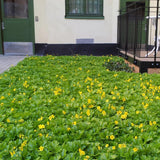 Waldsteinia Ternata, tarator, vesnic verde cu flori