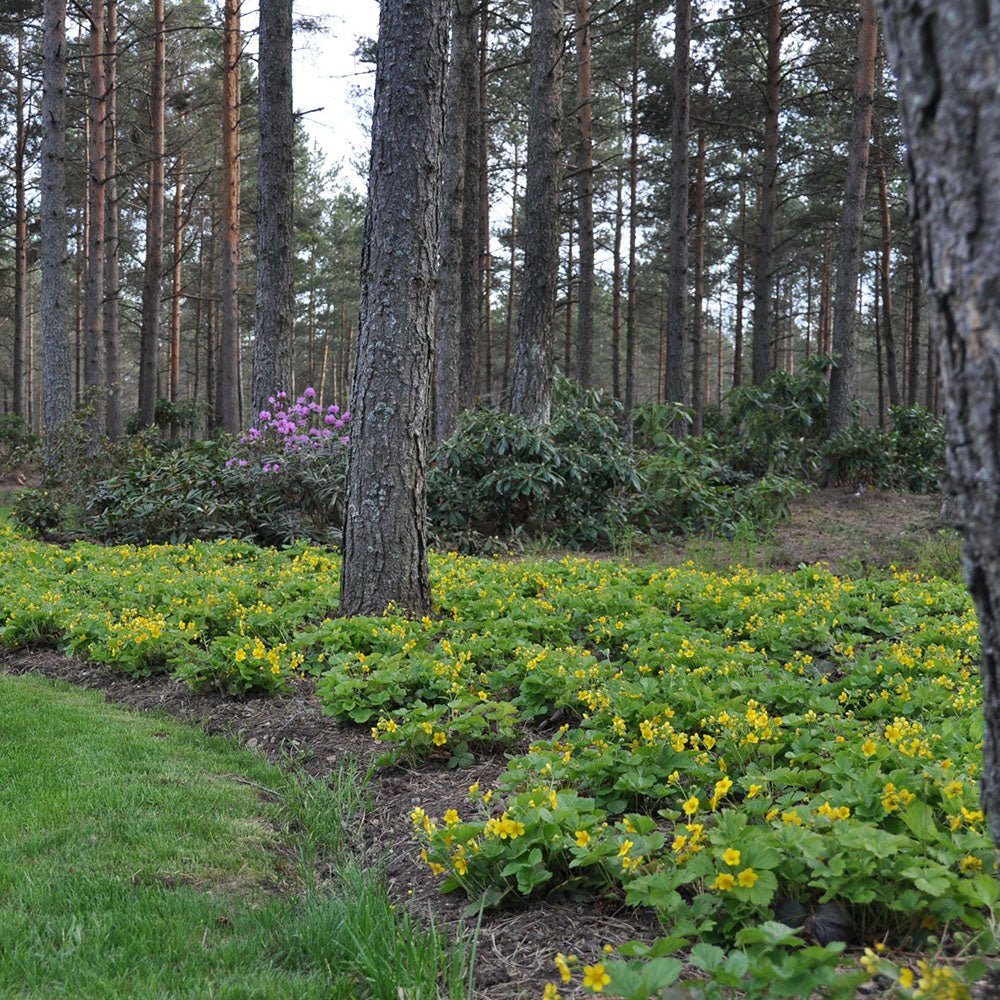 Валдщейния (Waldsteinia Ternata), стелеща се, вечнозелена с цветове, почвопокривна, декоративна, студоустойчива