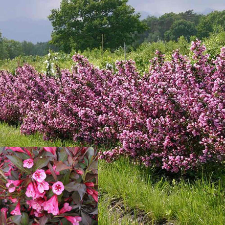 Weigela florida 'Foliis Purpureis', cu flori roz