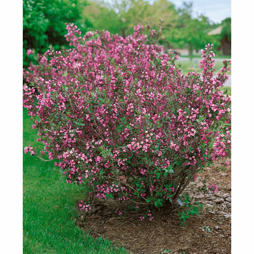 Weigela florida 'Foliis Purpureis', cu flori roz - VERDENA - 60 - 80 cm inaltime, ghiveci de 5 l