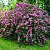 Weigela Minuet, cu flori roz si mijloc galben - VERDENA - 40 - 50 cm inaltime, ghiveci de 3 l