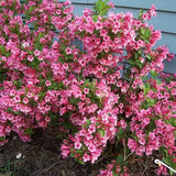 Weigela Minuet, cu flori roz si mijloc galben - VERDENA - 40 - 50 cm inaltime, ghiveci de 3 l