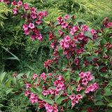 Weigela Minuet, cu flori roz si mijloc galben - VERDENA - 40 - 50 cm inaltime, ghiveci de 3 l