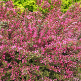 Weigela Minuet, cu flori roz si mijloc galben - VERDENA - 40 - 50 cm inaltime, ghiveci de 3 l