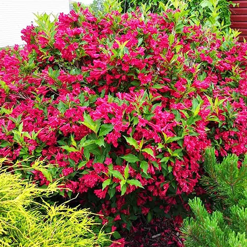 Weigela Red Prince, cu flori rosii - VERDENA-80-100 cm inaltime, livrat in ghiveci de 3 l