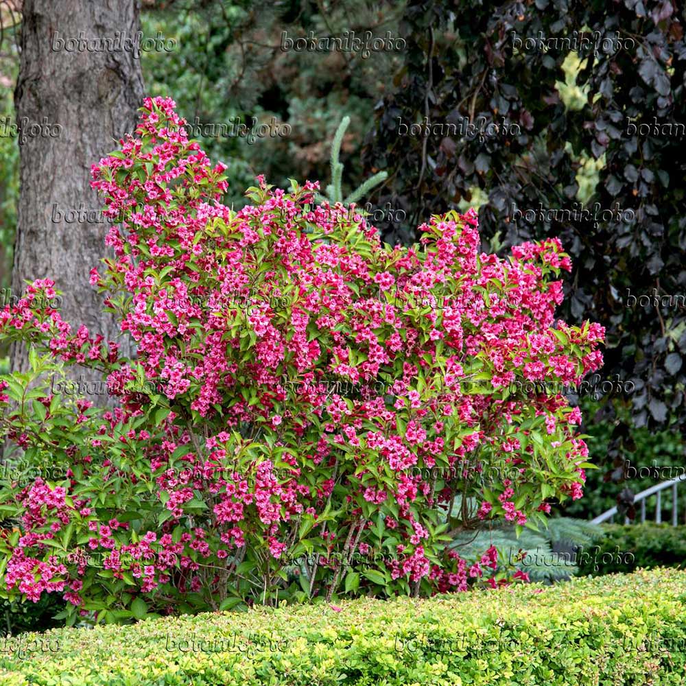 Weigela Bristol Ruby, cu flori rosu-rubiniu