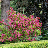 Weigela Bristol Ruby, cu flori rosu-rubiniu