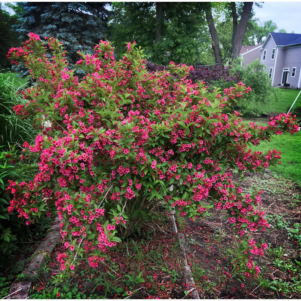 Weigela Bristol Ruby, cu flori rosu-rubiniu