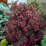 Weigela Alexandra, cu flori bronzii-roz intens