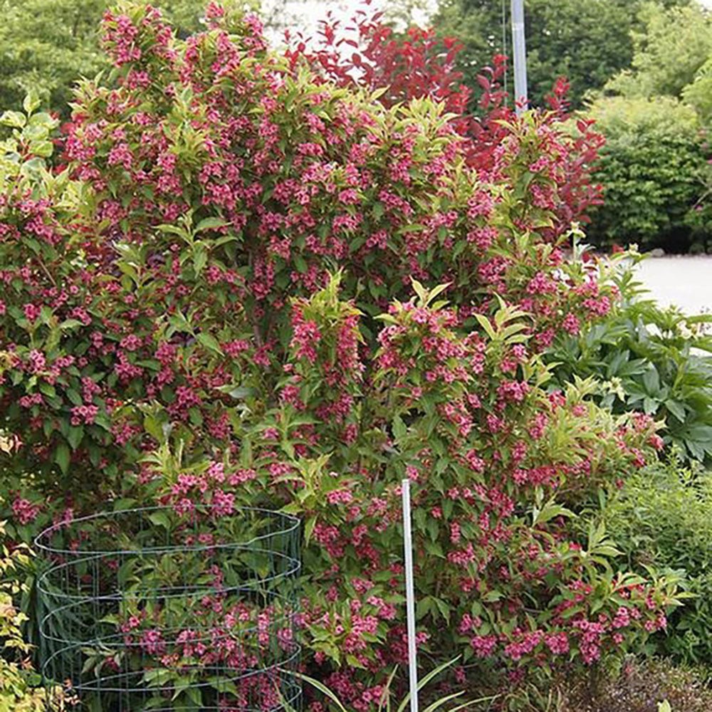 Weigela roz intens All Summer Monet - Tip Copac