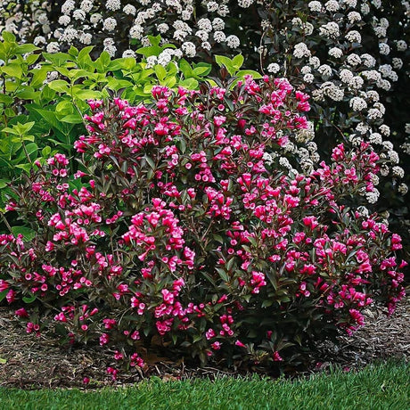 Weigela Victoria burgundiu, cu flori roz