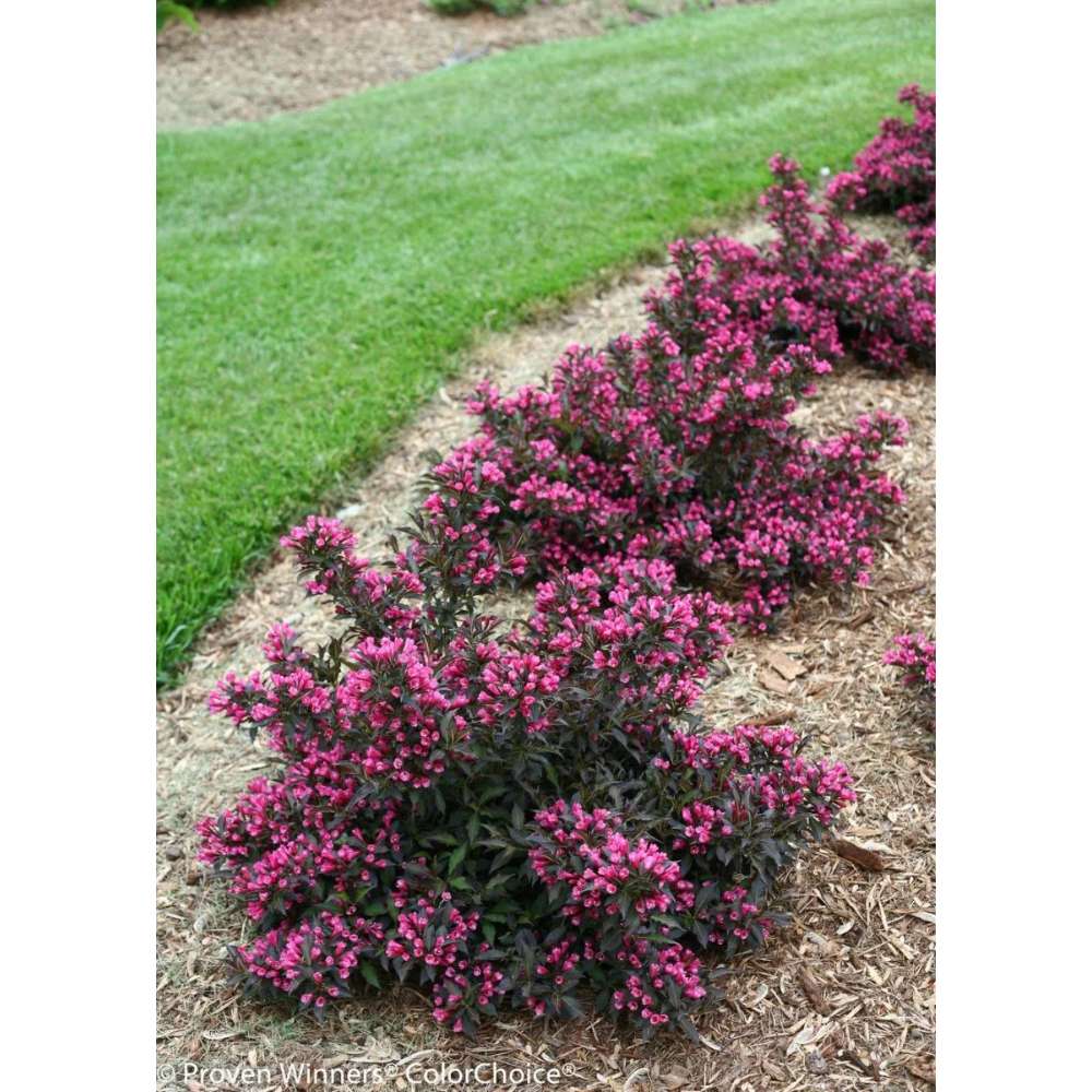 Weigela Purpurea, arbust decorativ cu frunze purpurii si flori roz, rezistenta la frig, crestere moderata