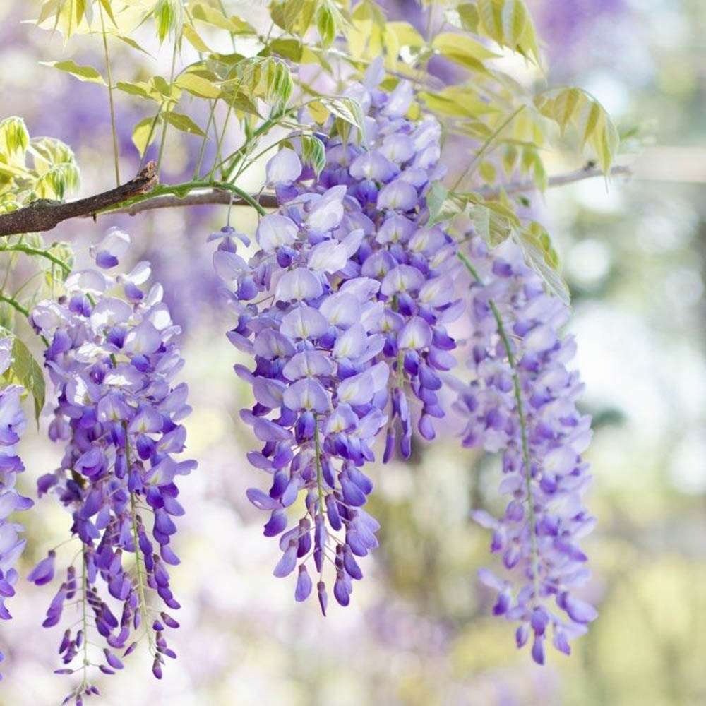 Glicina (Wisteria) cataratoare Domino, cu flori albe-mov