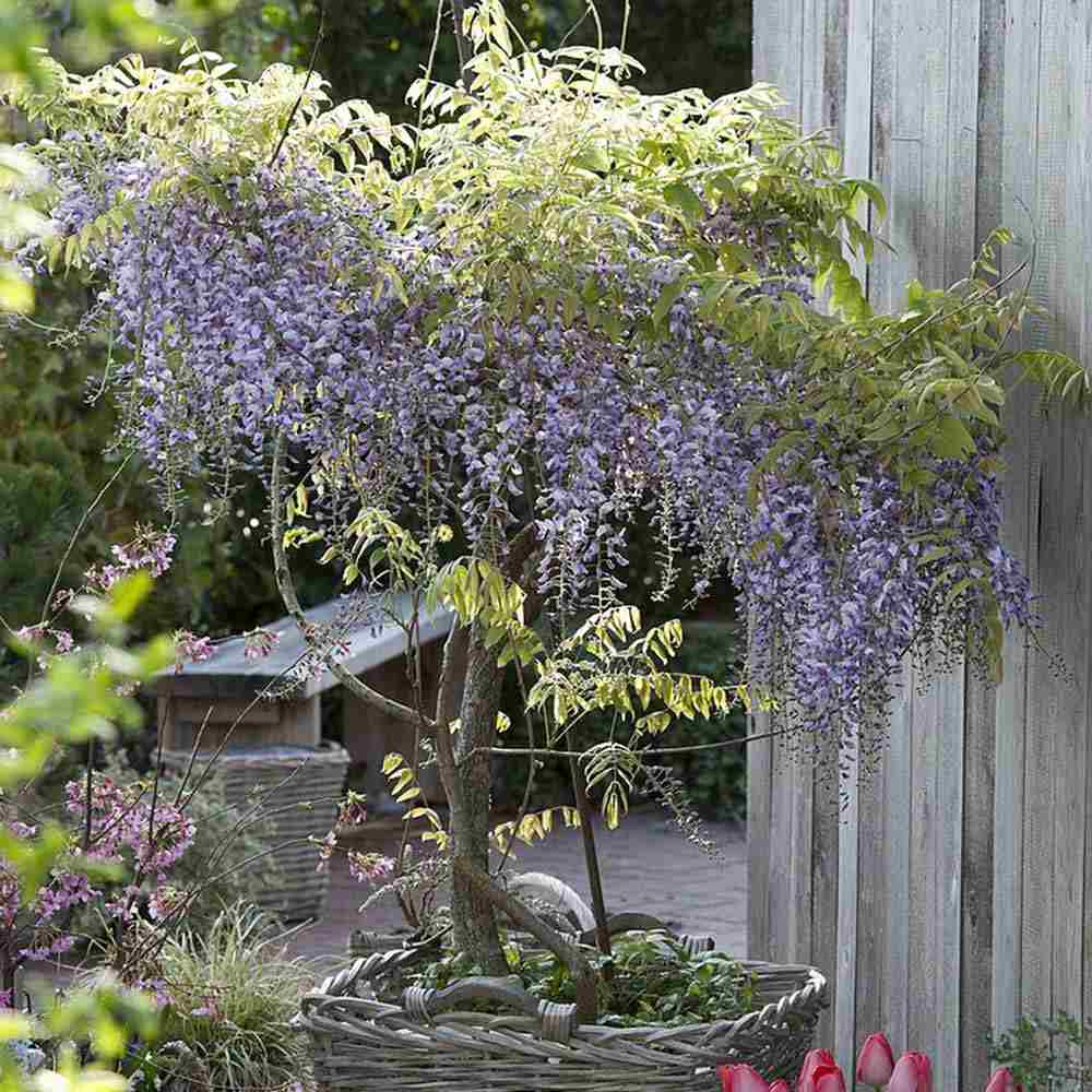 Glicina (Wisteria) cataratoare Domino, cu flori albe-mov