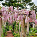 Катерене Wisteria Rosea, с розови цветя