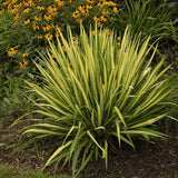 Yucca Color Guard, cu frunze aurii-verde