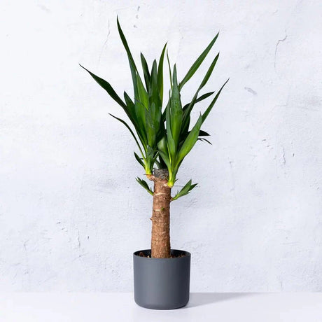 Arborele Vietii (Yucca Elephantipes) - 80 cm