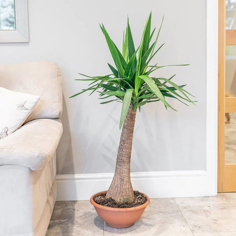 Arborele Vietii (Yucca Elephantipes) - 80 cm