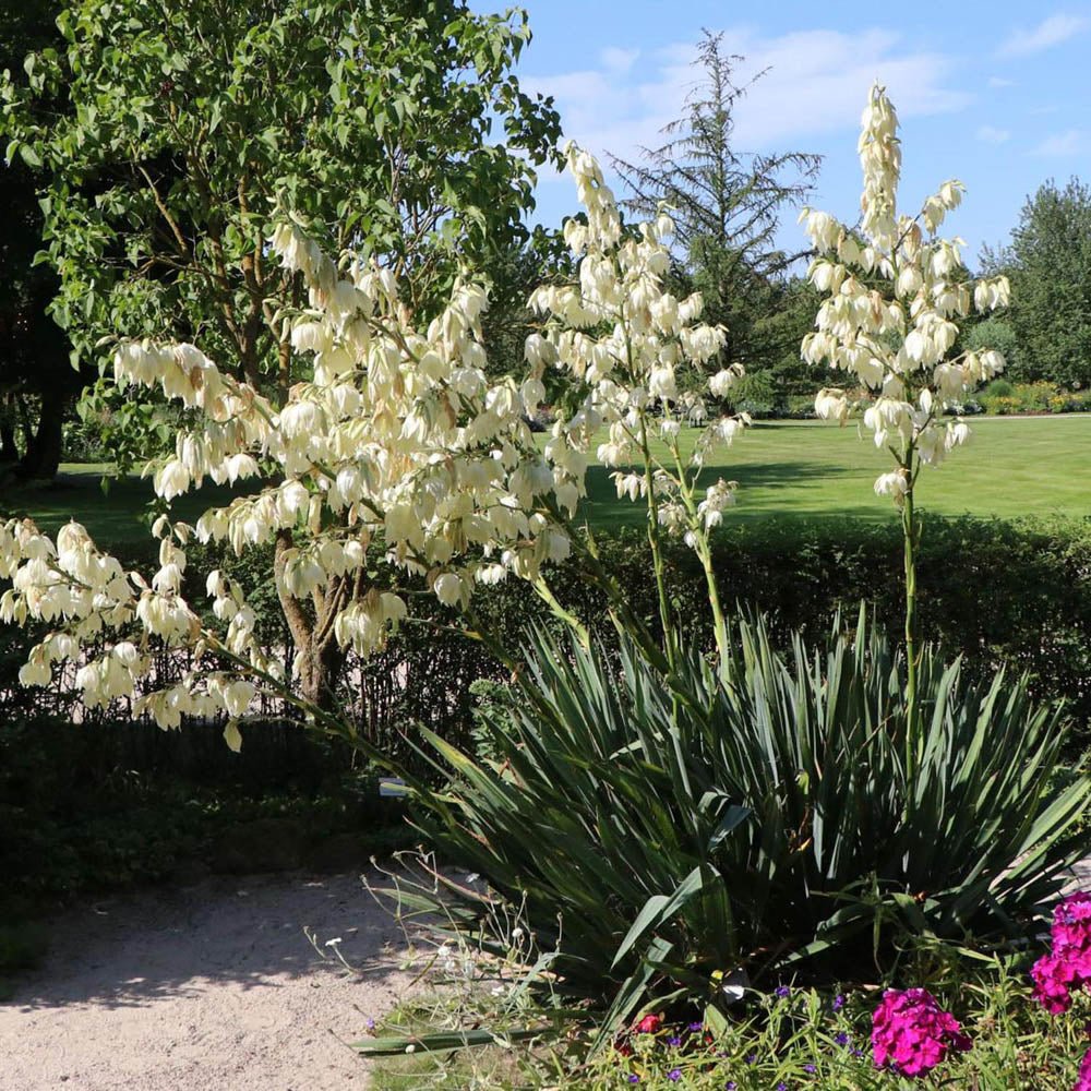 Yucca Filamentosa, със зелени листа