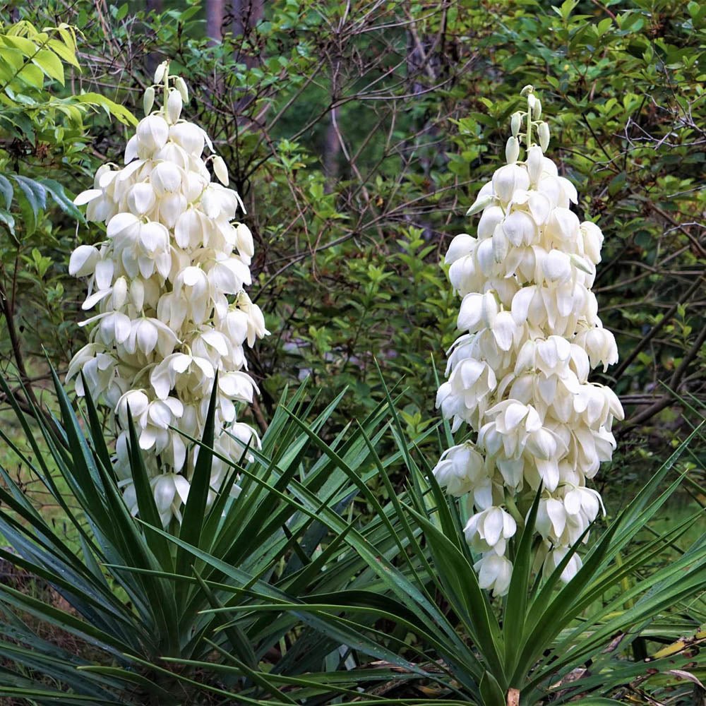 Yucca Filamentosa, със зелени листа