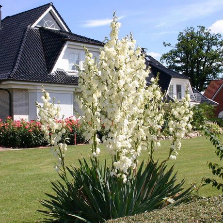 Yucca Filamentosa, със зелени листа