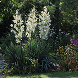 Yucca Filamentosa, със зелени листа