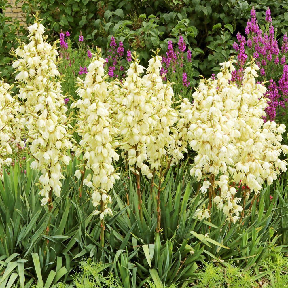 Yucca Filamentosa, със зелени листа