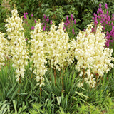 Yucca Filamentosa, със зелени листа
