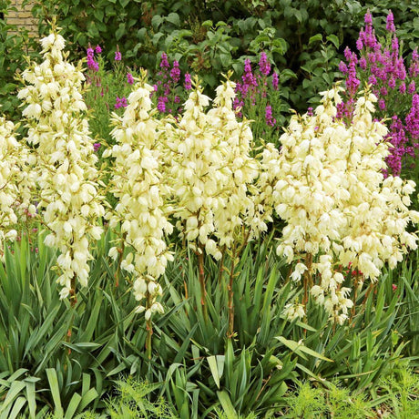 Yucca Filamentosa, със зелени листа