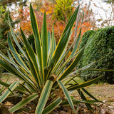 Юка Gloriosa Variegata, със зелени листа и жълти краища