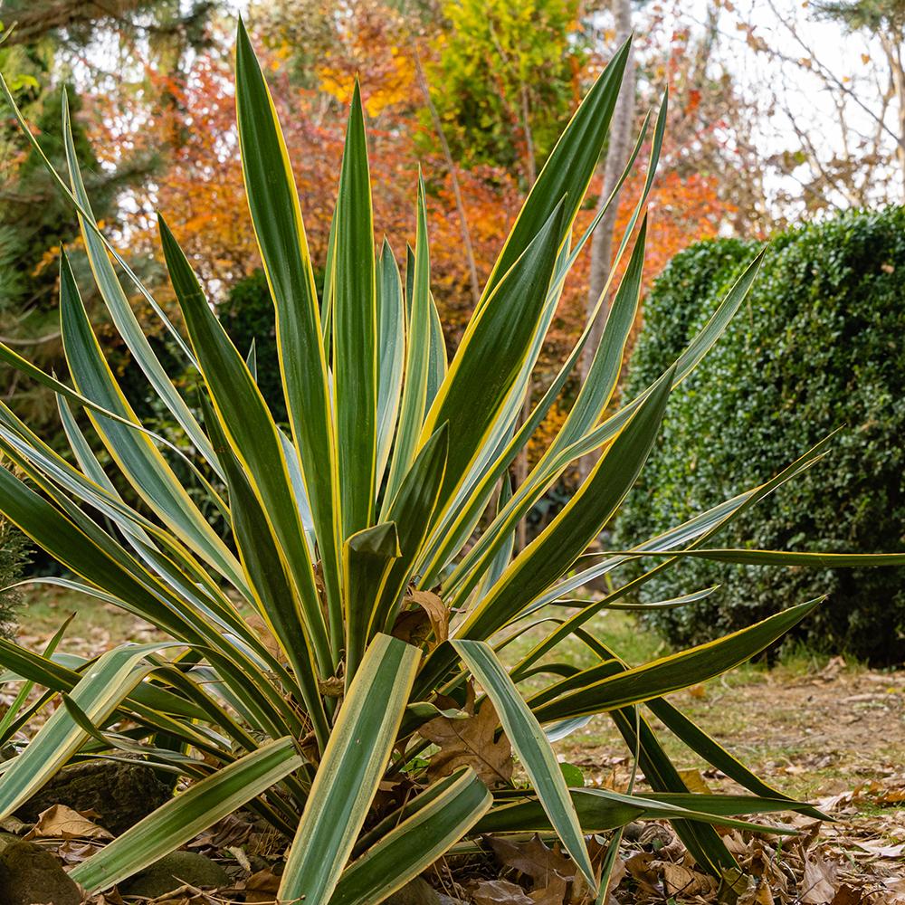Yucca Gloriosa, cu frunze verzi si marginii aurii