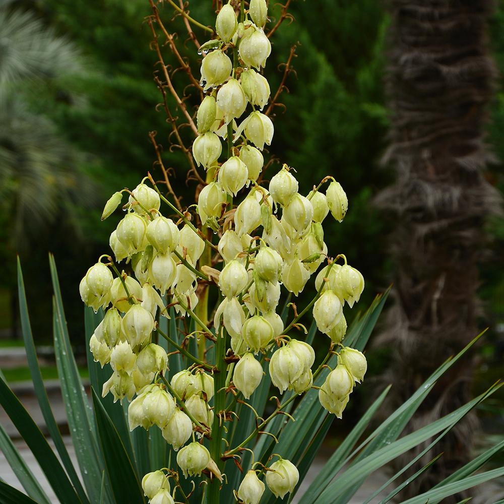 Юка Gloriosa Variegata, със зелени листа и жълти краища