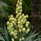 Yucca Gloriosa, cu frunze verzi si marginii aurii