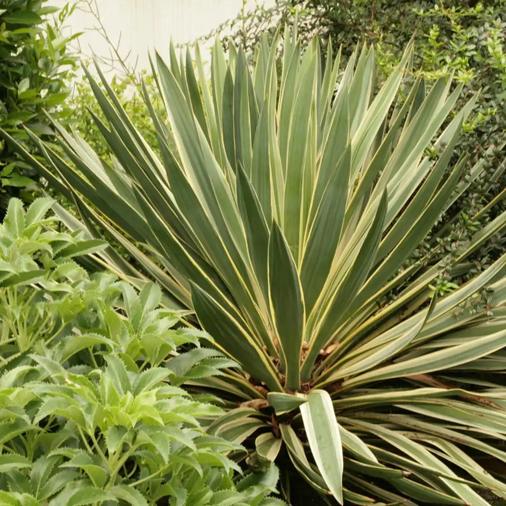 Юка Gloriosa Variegata, със зелени листа и жълти краища