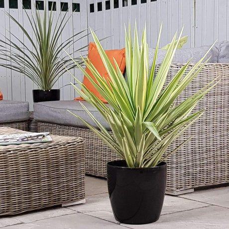 Yucca Jewel, cu frunze galbene-crem