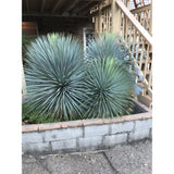 Yucca Rostrata Sapphire Skies