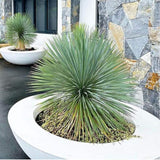 Yucca Rostrata Sapphire Skies