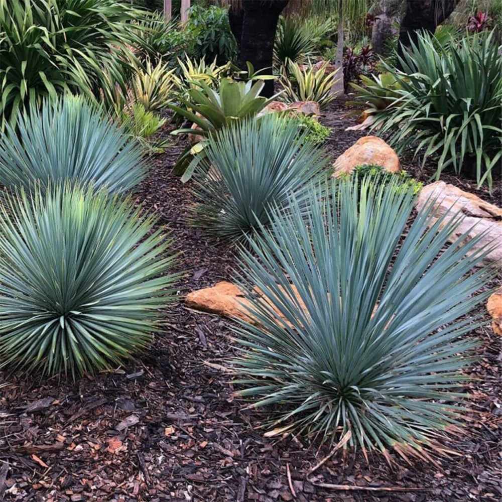 Yucca Rostrata Sapphire Skies