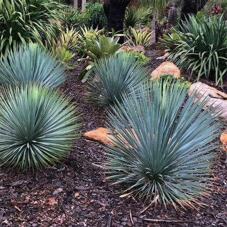 Yucca Rostrata Sapphire Skies