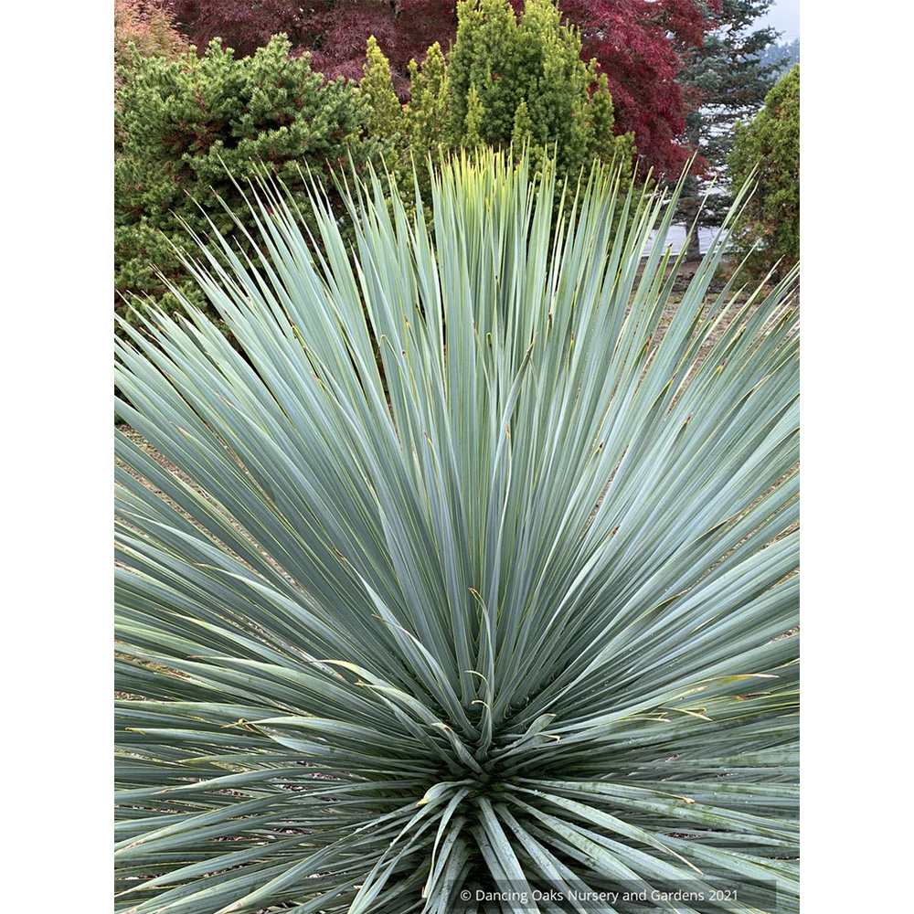 Yucca Rostrata Sapphire Skies