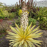 Yucca Walbristar, cu frunze auriu-verde