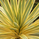 Yucca Walbristar, cu frunze auriu-verde