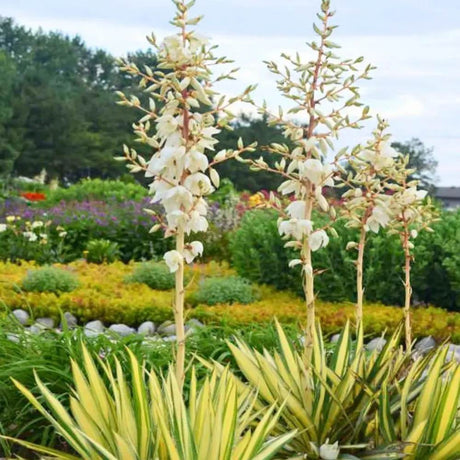Юка Color Guard, с жълто-зелени листа