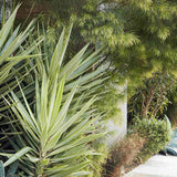 Yucca variegata Jewel, de interior, frunze galben verde, planta exotica pentru living, crestere moderata, intretinere usoara