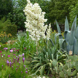 Yucca Filamentosa, gradina rezistenta, frunze verzi cu filamente, flori albe parfumate, ideala pentru rocarii si zone insorite