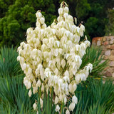 Yucca Filamentosa, gradina rezistenta, frunze verzi cu filamente, flori albe parfumate, ideala pentru rocarii si zone insorite