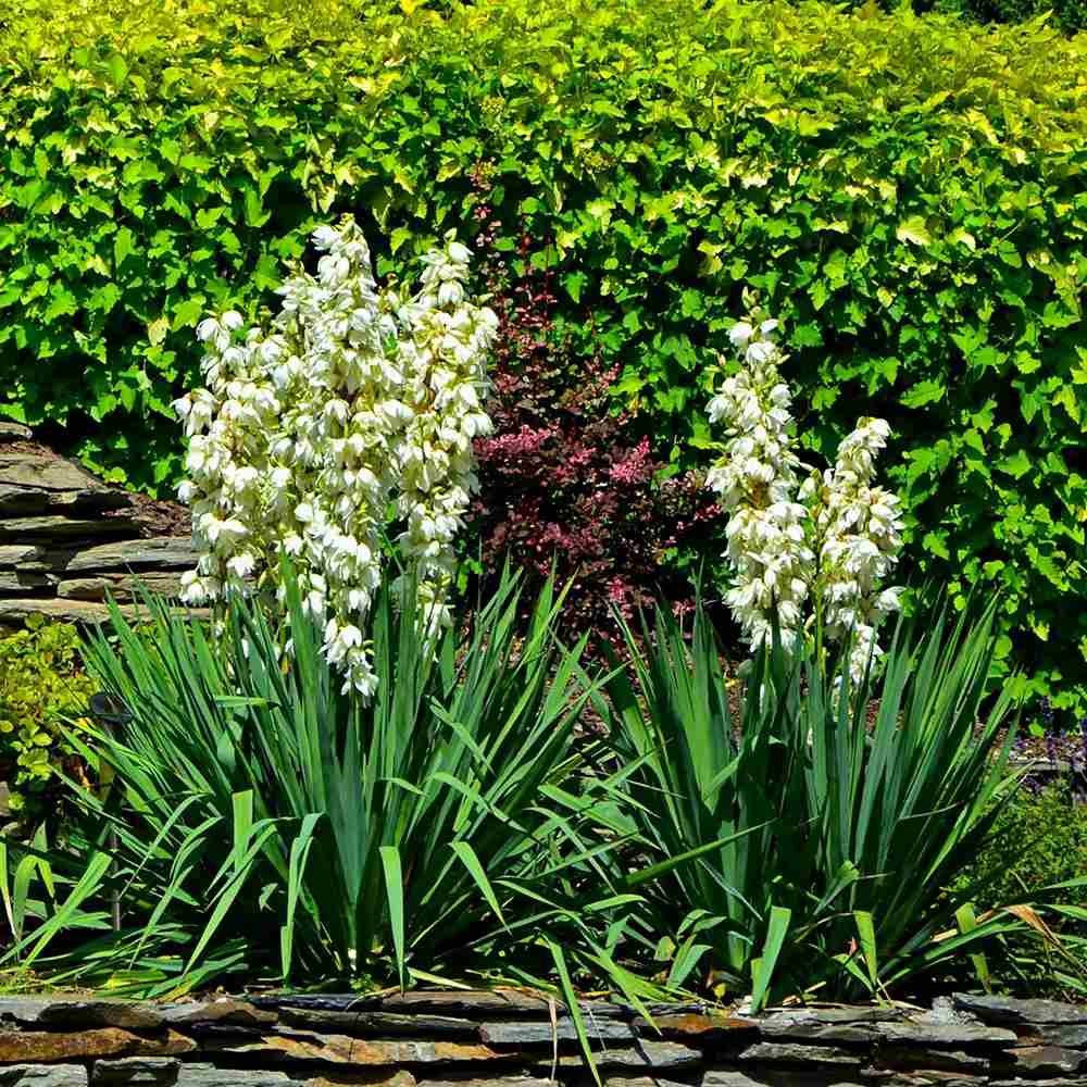 Yucca Filamentosa, gradina rezistenta, frunze verzi cu filamente, flori albe parfumate, ideala pentru rocarii si zone insorite